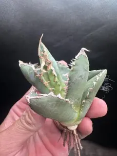 狼人_アガベ 中株 セール品_5