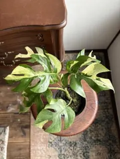 3104様 リクエスト 2点 まとめ商品