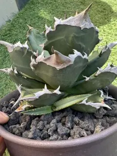 2025年最新】白火焔の人気アイテム - メルカリ