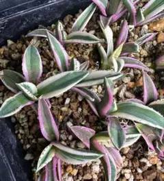 2025年最新】スナグルトゥースの人気アイテム - メルカリ