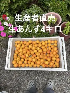 信州森産新鮮なあんず ４キロのサムネイル