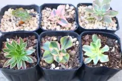 2025年最新】アエオニウムの人気アイテム - メルカリ