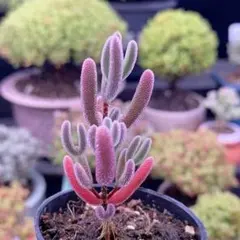 SALE ❣️実生苗 多肉植物 ドロサンテマム キラキラ 瑠璃 抜き苗 1株 