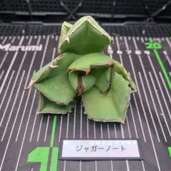 韓国のり様 リクエスト 3点 まとめ商品