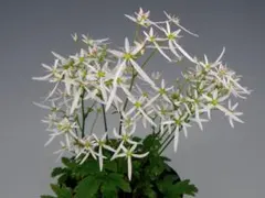 大文字草 長崎県産 小苗　ナメラダイモンジソウ？　山野草　花　ポット苗