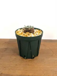 ktmボタニカル様用　特大　発根済み　アボニア 2025年最新】アボニア クイナリアの人気アイテム - メルカリ