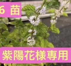 和ハッカ さやかぜOF系 3苗+オマケ ❤️1番スーッとする