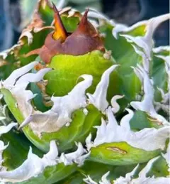 【MW】国産優良血統　緑犀牛　巌竜　チタノタ　agave オテロイ アガベ MW】国産優良血統 緑犀牛 巌竜 チタノタ agave オテロイ アガベ