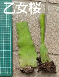 tomirio様 リクエスト 2点 まとめ商品