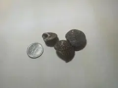 キサゴ 貝殻 約50g