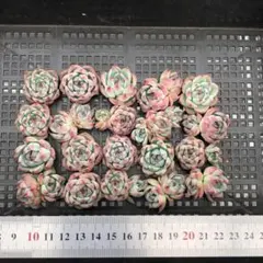 多肉植物 20個 2026-0519-MLJP-021 ブラックローズ - メルカリ
