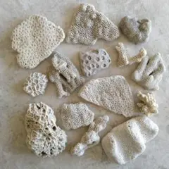 渋い雰囲気の珊瑚さん★④　珊瑚　石ころ　貝殻　アロマストーン　汚れ珊瑚