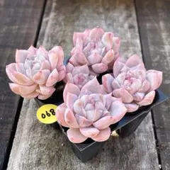 エミリー様 リクエスト 2点 まとめ商品