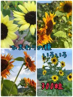 ひまわりの種 300粒 いろいろ
