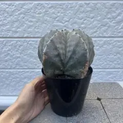 2025年最新】ランポー玉 サボテンの人気アイテム - メルカリ