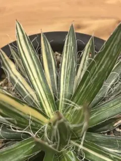 珍品Neoregelia 'Caprese' ネオレゲリア'カプレーゼ' リサ作 - メルカリ