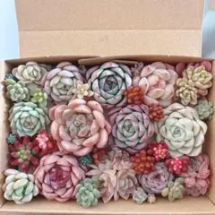 ゆうゆうメルカリ便　多肉植物　カット苗とセダム寄せ植えセット