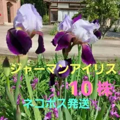 2026年最新】ジャーマンアイリスの人気アイテム - メルカリ