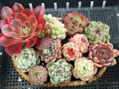 【限定超得Sale】品種いろいろセット④★抜き苗★エケベリア★多肉植物★寄せ植え