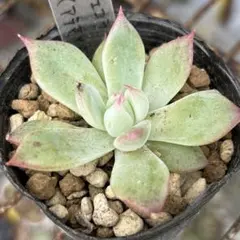 SSSさん苗　アテマハック×ホーリンゼ札付きポットごとメルカリ便 アテマハック×ホーリンゼ札付きポットごとメルカリ便SSSさん苗