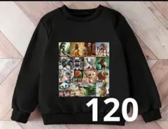 イタリアンブレインロット トレーナー 120