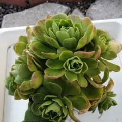 多肉植物アエオニウム ❤️ ナガ女王 ❤️ 成長した姿 アエオニウム ナガの女王 大苗 抜き苗 - メルカリ
