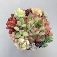 専用⭐︎多肉植物　エケベリア・セダム　寄せ植えセット　紅稚児6cmポット抜き苗同梱
