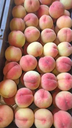 本日発送!!青森県産桃あかつき小玉硬め9玉のサムネイル