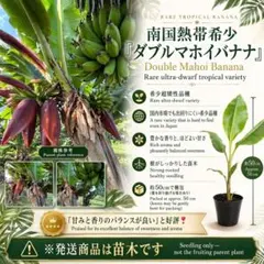 オススメ】☆地湧金蓮☆苗 大株 - メルカリ