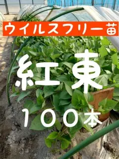 さつまいも苗ウィルスフリー紅あずま500本 - メルカリ