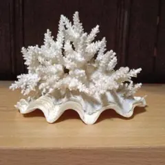 作家さま作 花石 ウニ殻とカニクサのオブジェ 水晶・蛍石使用 作家さま作 花石 ウニ殻とカニクサのオブジェ 水晶・蛍石・パイプウニ