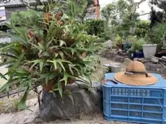 はなはなはなこ様専用