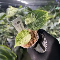 chiiiiiii様 リクエスト 2点 まとめ商品