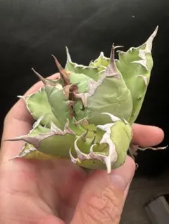 2025年最新】姫厳龍の人気アイテム - メルカリ