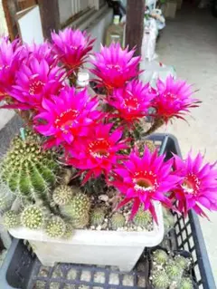 真赤色花のサボテン 花咲くサボテン 2株セット - メルカリ