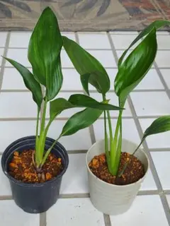 ストレリチア　レギネ＆オーガスタ　 2株セットのサムネイル