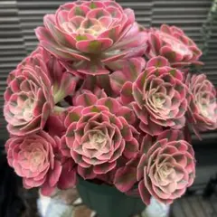 2026年最新】観葉植物 アエオニウムの人気アイテム - メルカリ