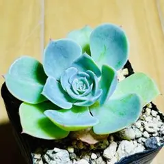 多肉植物 七福神 2カット カット苗 エケベリア セット - メルカリ