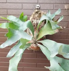 2025年最新】ヒリー 雷神の人気アイテム - メルカリ