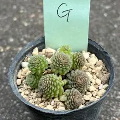 ジョジョ様 リクエスト 2点 まとめ商品