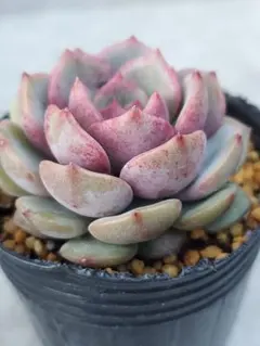 猫のしっぽ様専用☆セダム多肉☆桜フラペチーノ☆