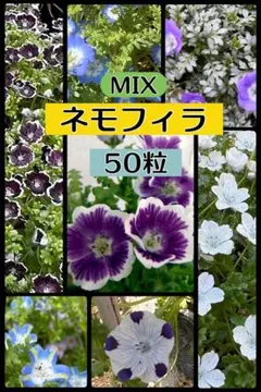 2026年最新】ラグラスオバタスの人気アイテム - メルカリ