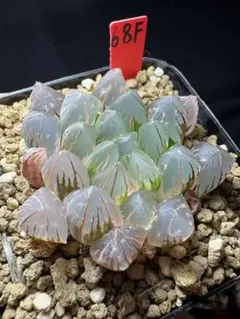 51a 多肉植物 ハオルチア　水晶実生錦糊斑　自家繁殖　鉢植え発送 47f 多肉植物 ハオルチア 水晶灯錦糊斑 自家繁殖 鉢植え発送 - メルカリ