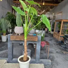 希少 観葉植物 アロカシア ハートイモ 8号鉢 新芽 優良品 写真現物 希少 観葉植物 アロカシア ハートイモ 8号鉢 新芽 優良品 写真現物