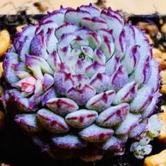 多肉植物 ⭐️シャビアナ⭐️韓国苗育成 抜き苗 e148