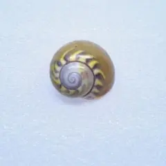 貝標本 オオタキマイマイ 黒化型個体 - メルカリ