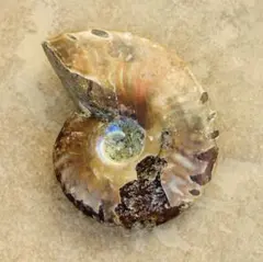 【⭐️時代を駆ける⭐️】茶色 オパールマダガスカル産 アンモナイト 化石