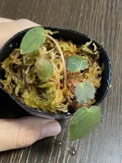 怪奇植物 ベゴニアメラノブラータ 新芽つき　激レア希少植物③ 怪奇植物 ベゴニアメラノブラータ 新芽つき 激レア希少植物③