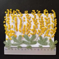 押し花　素材　花いろいろ(ミモザ)(13枚)　７００