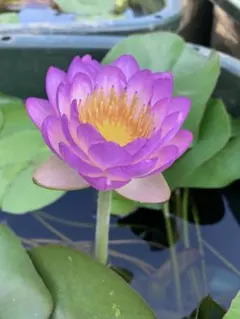 熱帯スイレン ミロク 発芽バルブ No. 8 ／ 熱帯睡蓮 - メルカリ